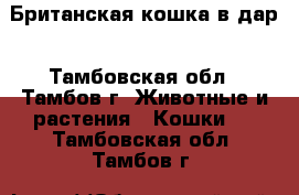 Британская кошка в дар - Тамбовская обл., Тамбов г. Животные и растения » Кошки   . Тамбовская обл.,Тамбов г.